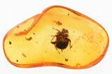 Detailed Fossil Cockroach (Blattodea) In Baltic Amber - Rare! #328166-1